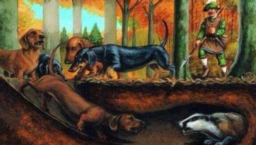 Illustration ancienne d’un teckel chassant un blaireau dans sa tanière