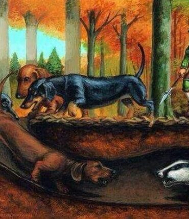 Illustration ancienne d’un teckel chassant un blaireau dans sa tanière