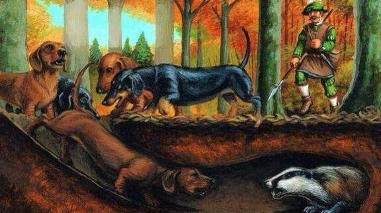 Illustration ancienne d’un teckel chassant un blaireau dans sa tanière