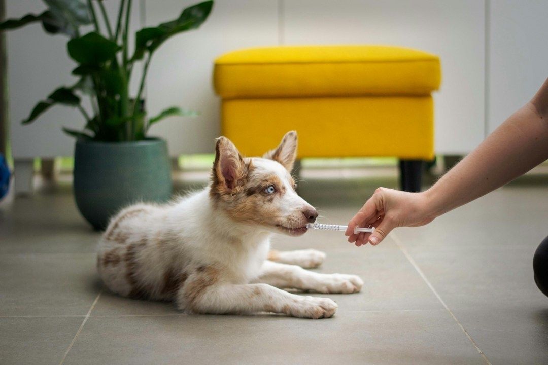 Jeune chien allongé pendant qu